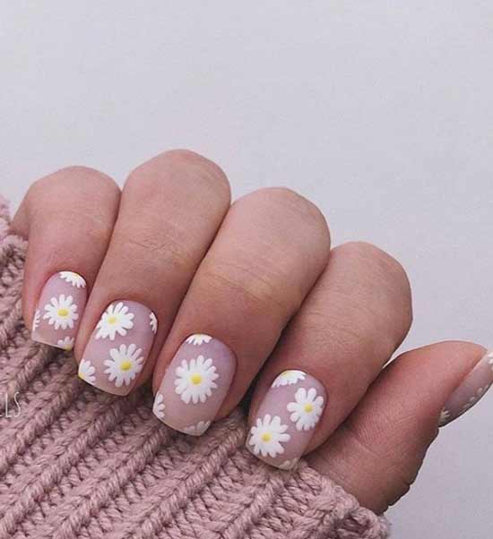 Fleurs de camomille
